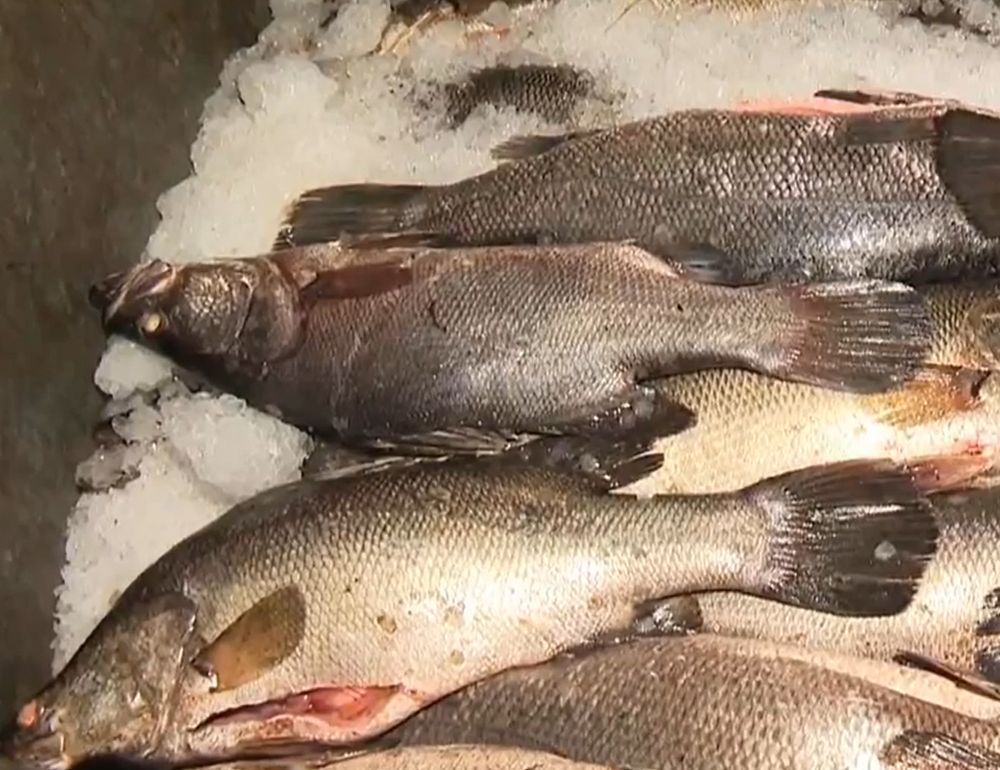 18 Months On, Fish Levy Standoff Rattles Investor Confidence in Kenya's Blue Economy