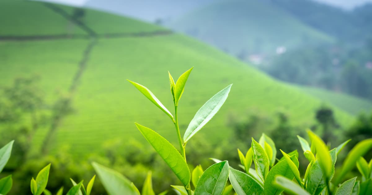 Unsold Tea at Mombasa Auction Hits Highest Level This Year | Dawan ...