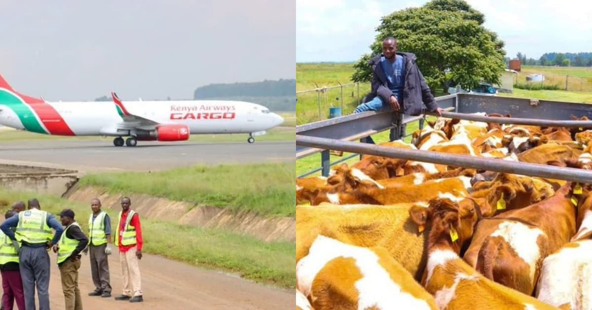 Kenya Flies 50 Top Dairy Cows to Nigeria in Big Trade Step | Dawan ...